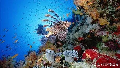 天使还是魔鬼？狮子鱼霸占原生鱼栖息地，美国遭殃古巴受难