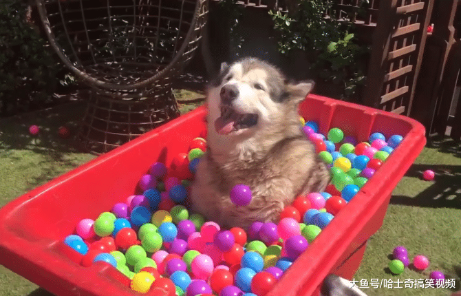 “胖儿子”过生日，不仅有玩具还有美食，你会准备什么？