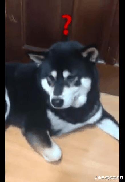 父子俩对着柴犬做奇怪动作, 它一脸的疑惑: 这两人不会傻了吧?