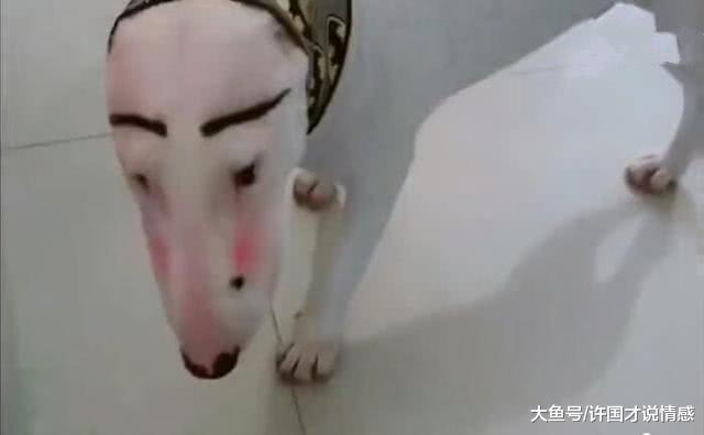 本来还是英俊的小狗，主人非要给它化妆，狗子：没脸见人了啊！
