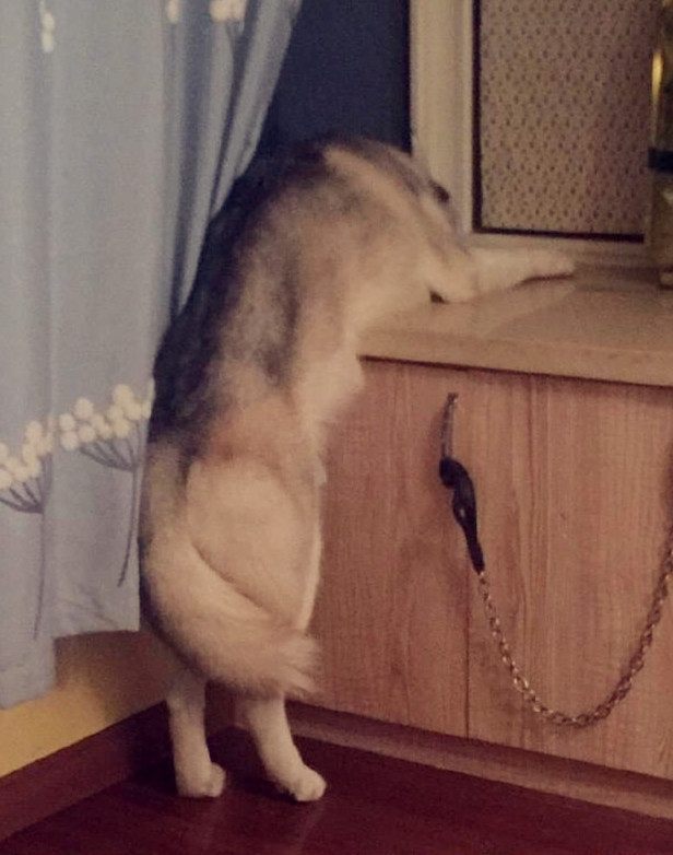 自从家里有了地暖，结果二哈开始这样睡觉，这很二哈！