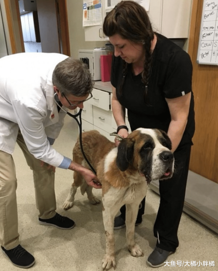 爱犬被人偷走，宠主苦苦寻找2个月未果，女子仅用3天帮忙找到爱犬