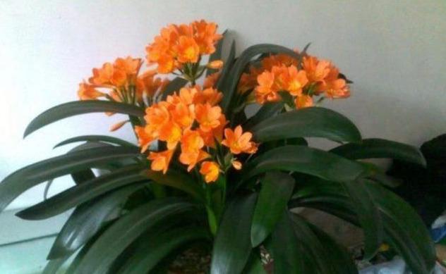 种植君子兰至少要做好三项管理，植株不夹箭，花箭噌噌蹿