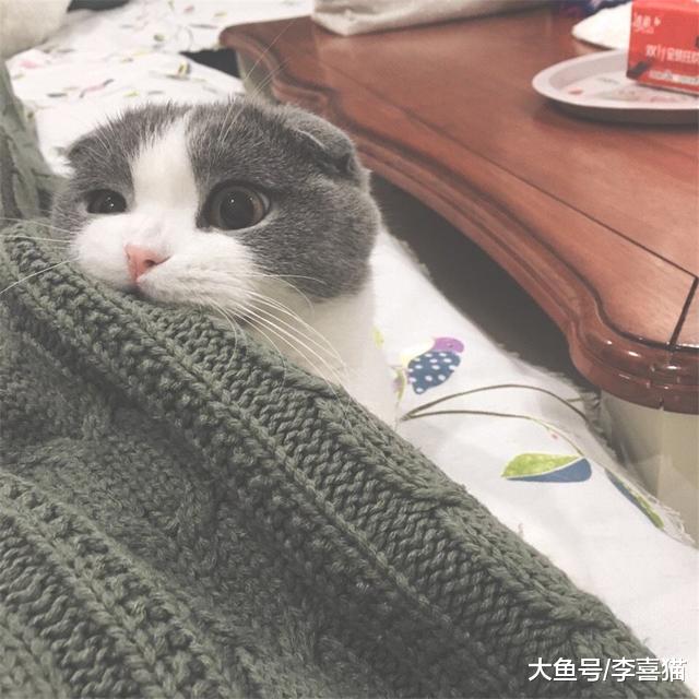 猫咪单独生活并不会感到孤独，但也不代表可以一直被关在家中