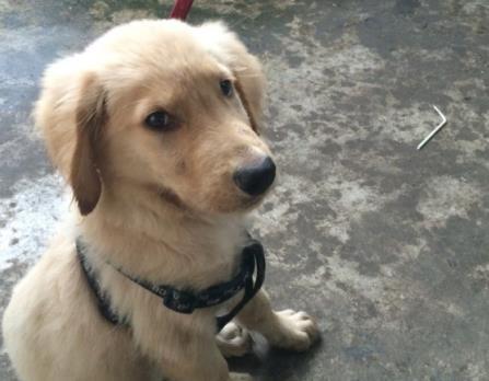 金毛把女主人的手机咬坏了, 委屈的叼着检讨书, 太萌了