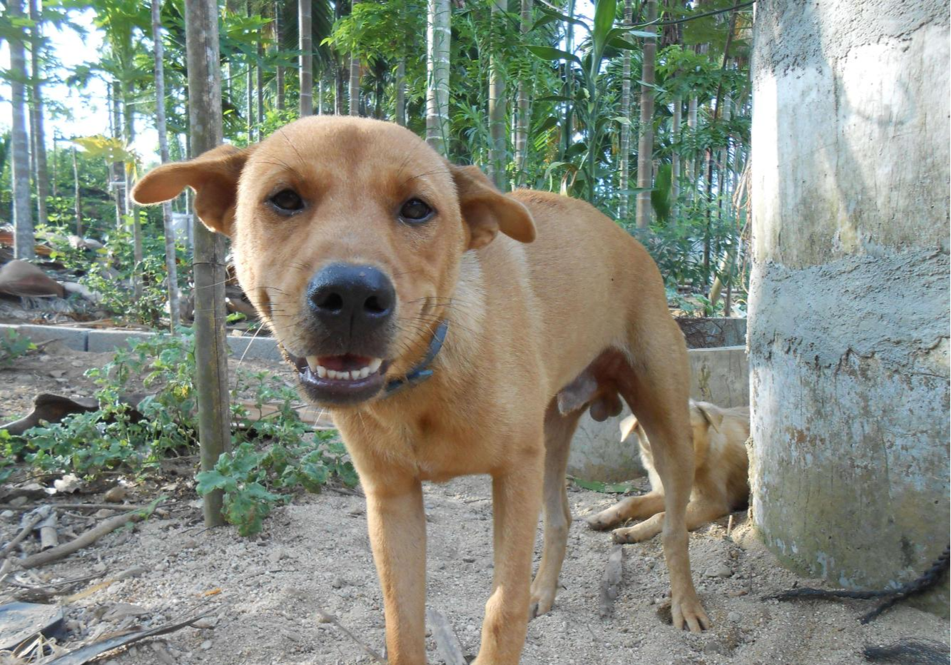 田园犬与品种犬之间有何差别? 为什么大街流浪的基本上都是田园犬