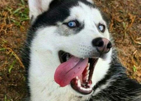 鏟屎官去買東西，把二哈拴在座椅上，出來發現二哈拽著椅子跑了