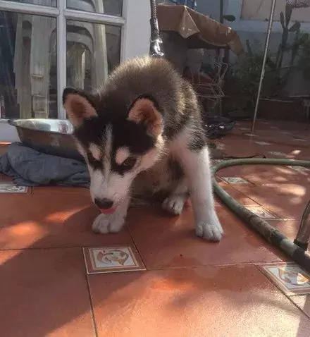 网友500买了只哈士奇，结果带回家后，老爸：心脏受不了...