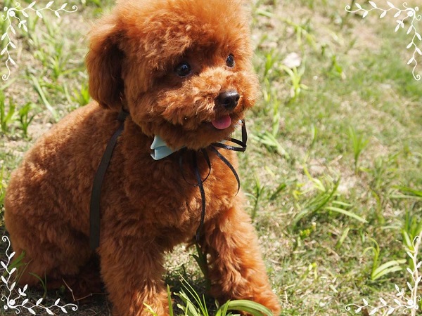 盘点18种小型犬智商排名，看看你家的狗狗排第几