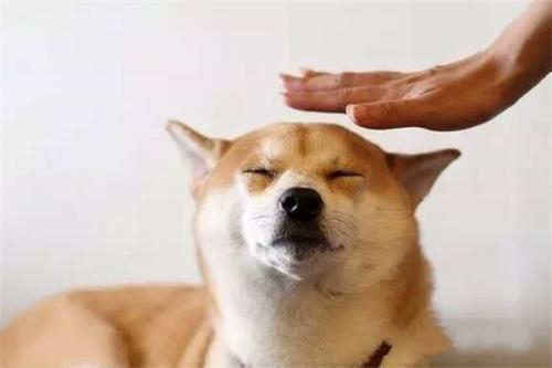 如果不想惹祸上身，最好别对狗狗做这5件事！