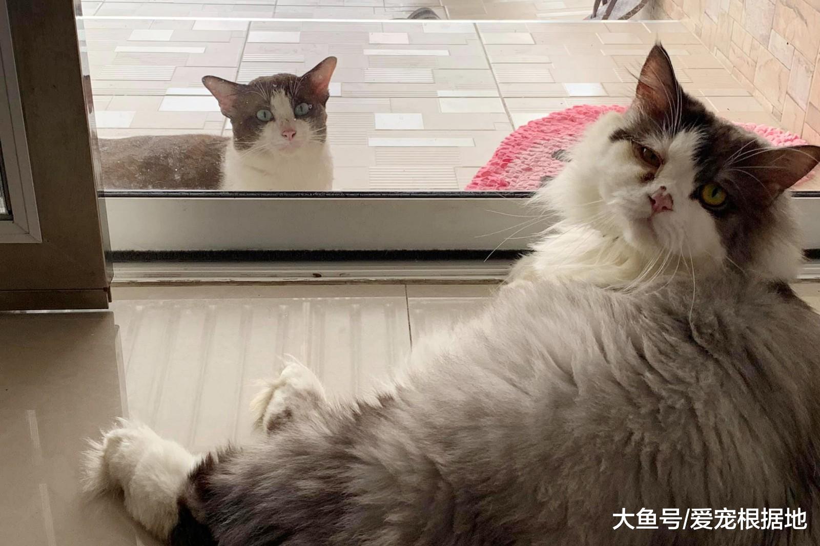 一年前喂过的小公猫，竟拖家带口找上门：喂过我就要负责！