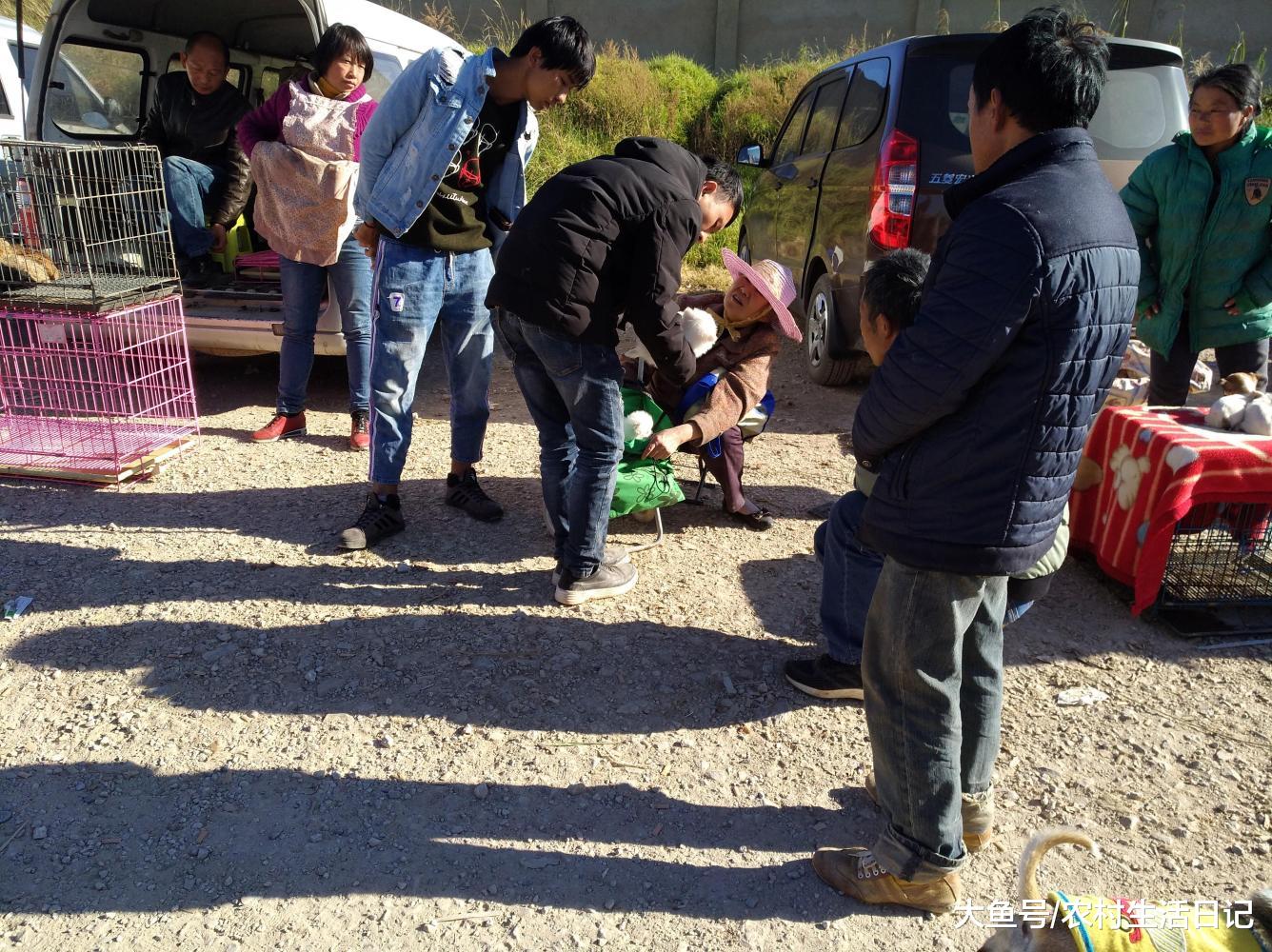 商贩出售一只幼犬却不肯向买主展示, 一直遮遮掩掩?