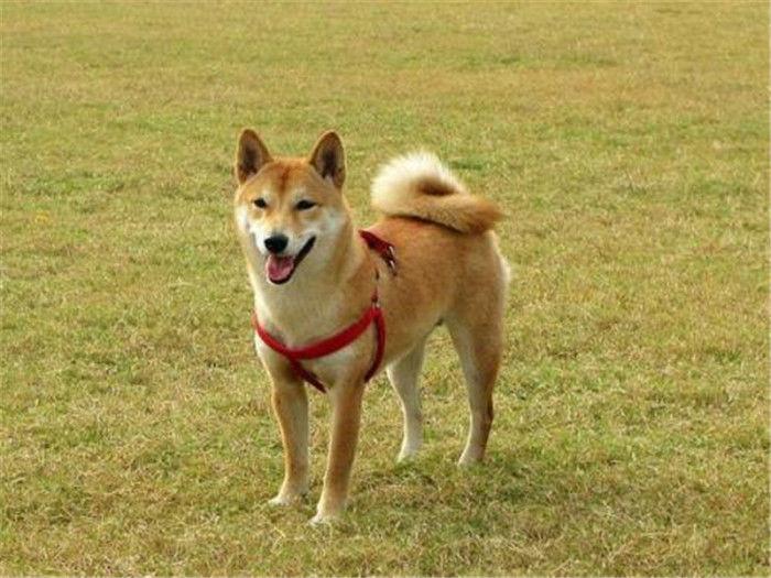 主人訓練柴犬撿玩具，貓咪卻玩嗨了，狗子：一邊去