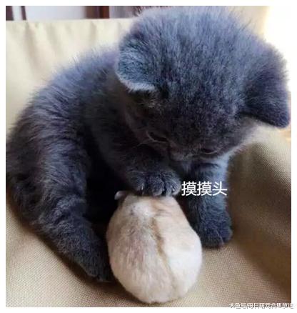 女子忘记家里还有一只猫咪，把仓鼠放出来自己玩，下一幕让她傻眼