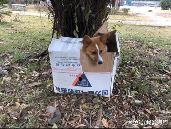 柯基被抛弃在公园, 打开一看还有几百块钱, 纸条内容让人潸然泪下
