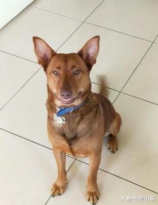 为了避开狗狗吃顿饭，主人把自己关住，谁知道还是失败了