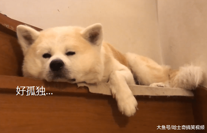 男主人出差后，秋田犬整天“愁眉苦脸”，狗：外面有狗了吧