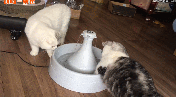 第一次养猫，需要准备些什么？手把手带你入坑