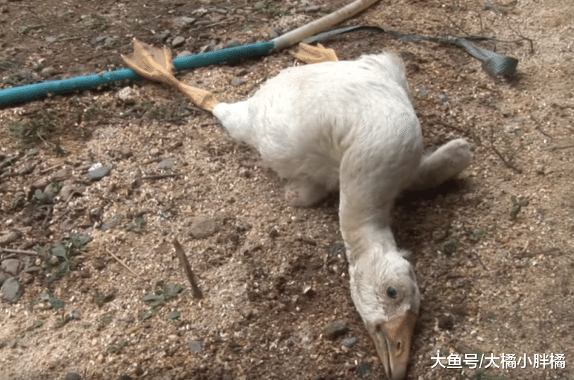 小鹅被小偷扭伤脖子，大鹅跑来“赶走”小偷，彼此真情让人感动