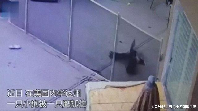 狗狗被老鹰抓走，狗太重没飞起来，漂亮女主人冲出来救下狗狗