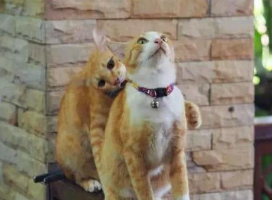 两只橘猫感情很好, 一只去世后, 另一只天天在窗口等伙伴回家