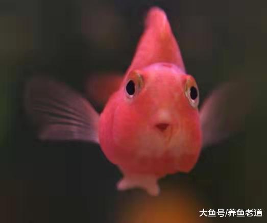 给我们一缸鹦鹉鱼，通过哪些方法，能饲养出最佳的状态和发色？