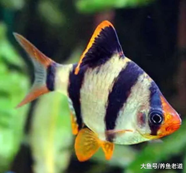 这6种观赏鱼专为新鱼友设计，非常容易饲养，说错一种我自罚三杯