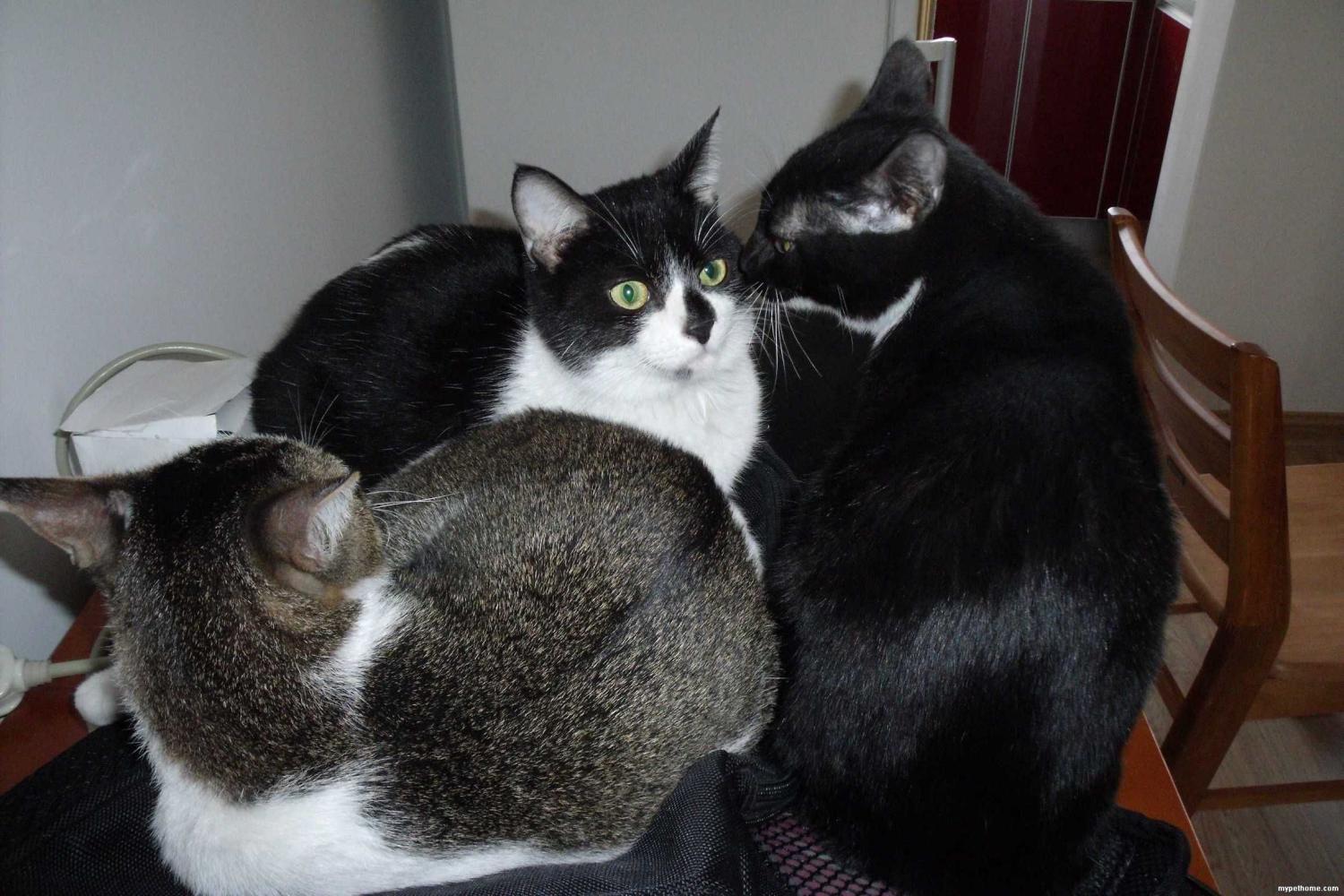 娶個惜貓如命的老婆，家里養38個寵貓外面N個流浪貓，是啥感覺？