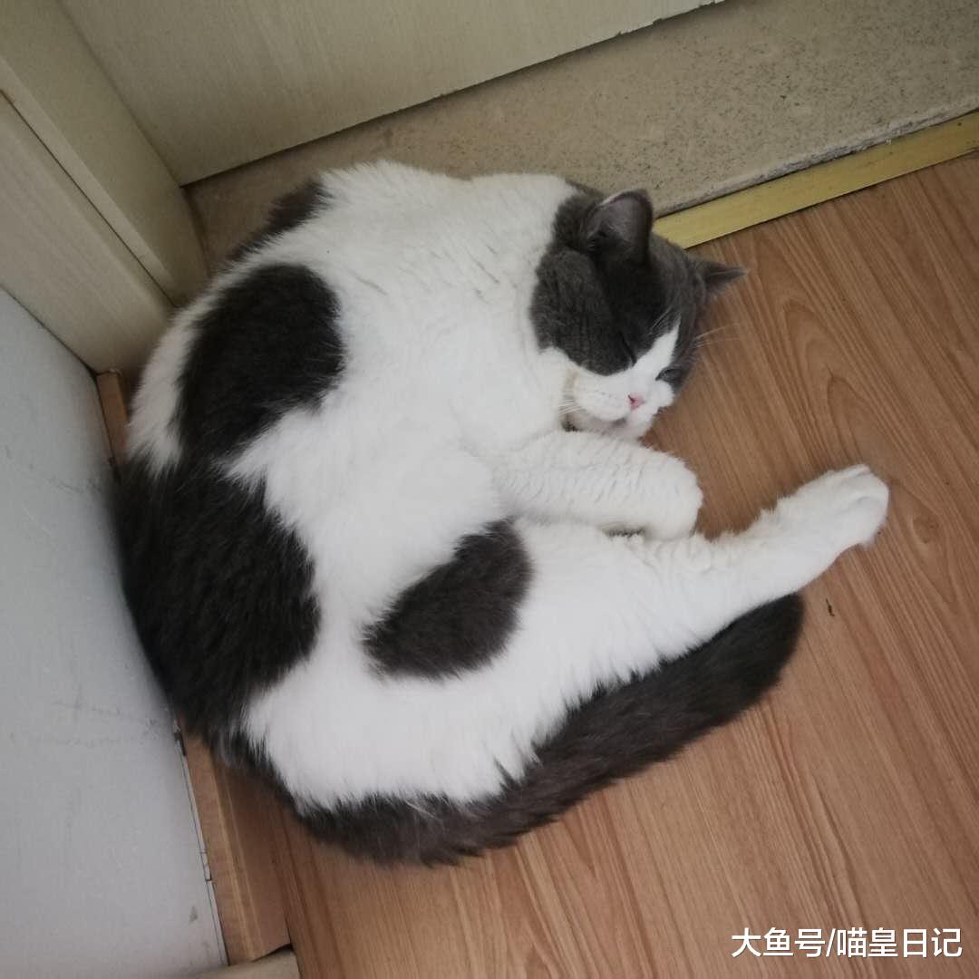 在记住主人这方面，猫咪并不比狗狗差，中华田园猫尤其如此