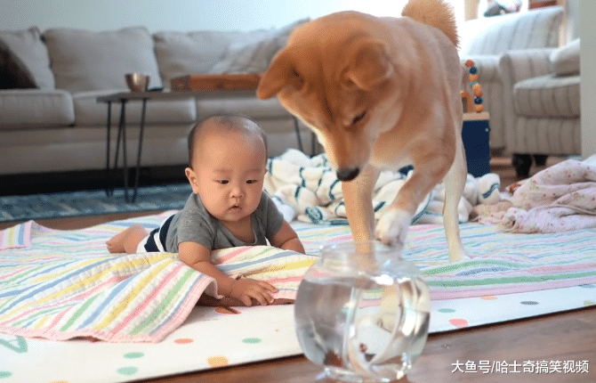 主人送柴犬一条金鱼，结果却把主人逗乐了，应该学乌鸦喝水