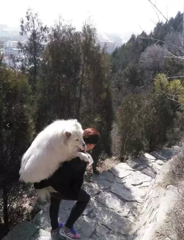把狗遛累了是种啥体验？是人遛狗还是狗遛人，简直傻傻分不清楚
