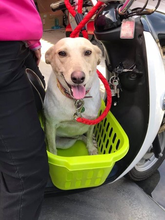 流浪狗进家一年，排骨变成水桶腰，网友笑翻：瓦斯桶成长记