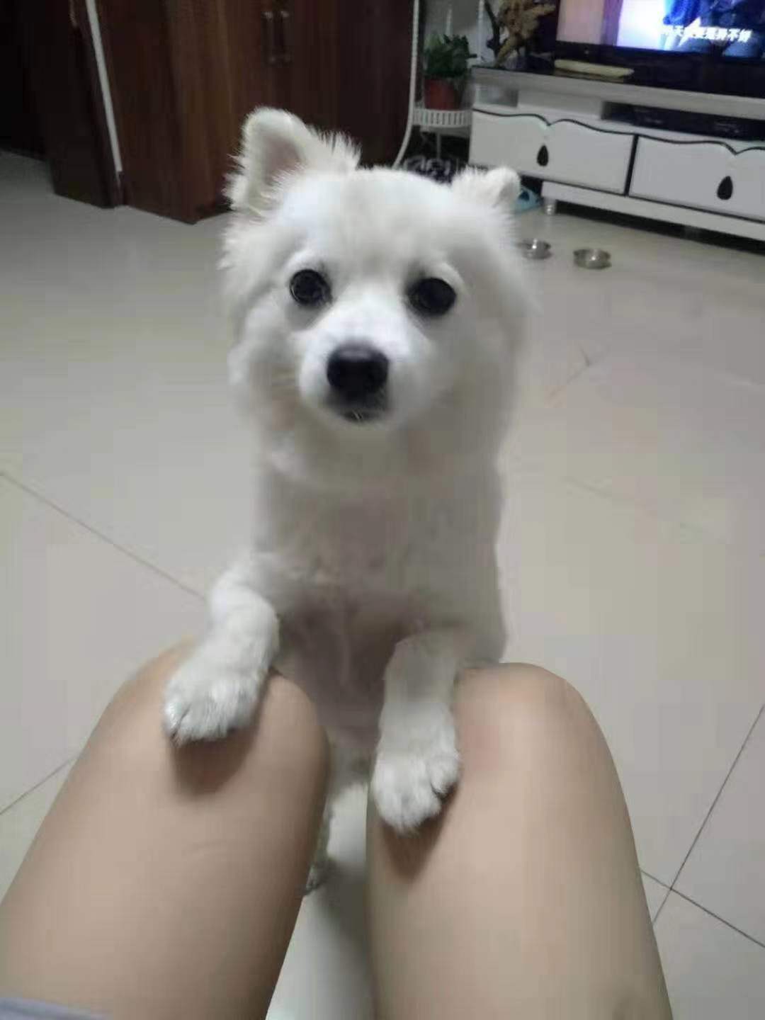 北京市大兴区枣园北里寻找白色公博美