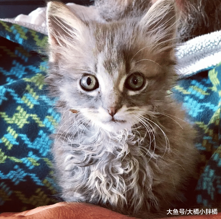 小猫被人从车窗里扔出，大叔停车相救，被救后小猫的反应让人心疼