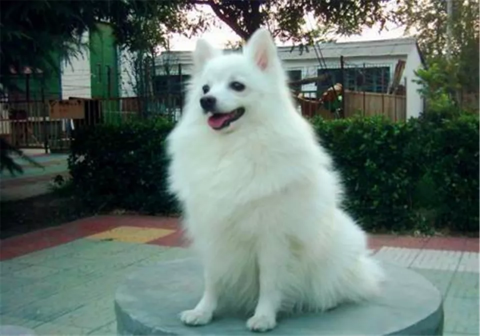 小狐狸闯闹市被抓, 兵哥哥当成狗狗喂养三天, 网友: 白浅上仙!