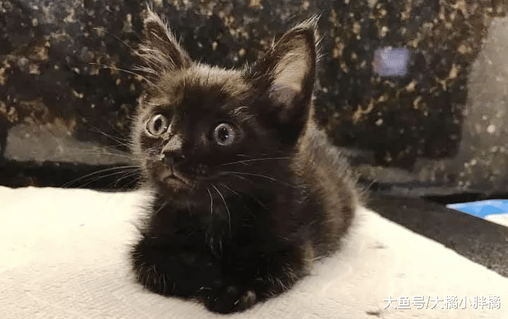 小黑猫在街上挨冻，身边小猫相继离去，它却“咬牙”坚持等来温暖