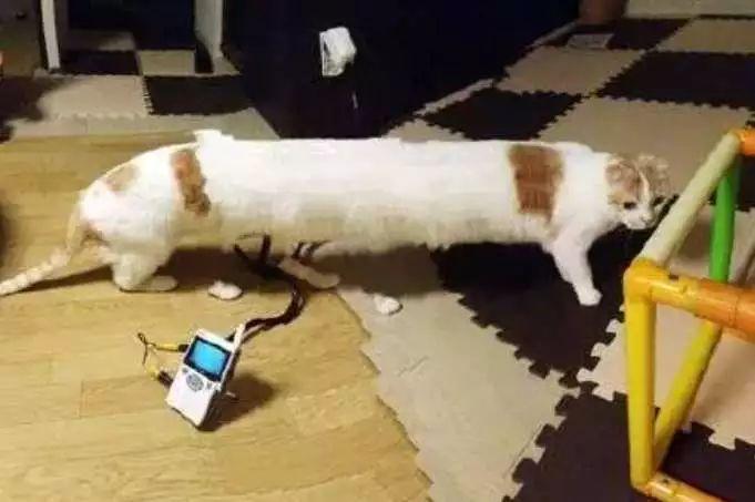 猫主子们大搞怪! 千万不要对猫竖中指, 否则…