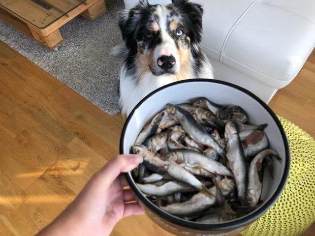 狗狗想抢猫咪的鱼吃，鱼肉蛋白高好吃多，但狗狗也能吃鱼吗？