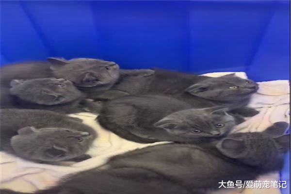 猫爸第一次见到它的7个儿子们，挣扎着想要逃走，喵：这不是真的