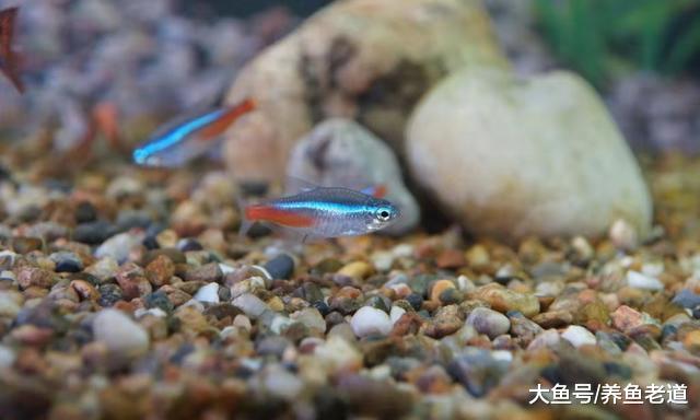 冬季里给鱼缸补水，这种方法是否可行，可以不用换水吗？