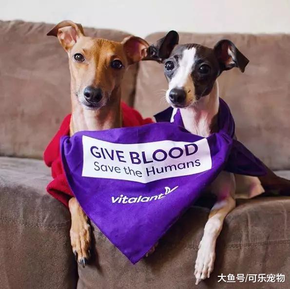 本是餐馆的“肉狗”，却被摄影师及时救下，还进入时尚圈拍了广告