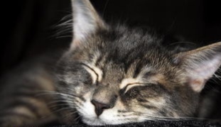 猫咪为什么喜欢和主人睡在一起