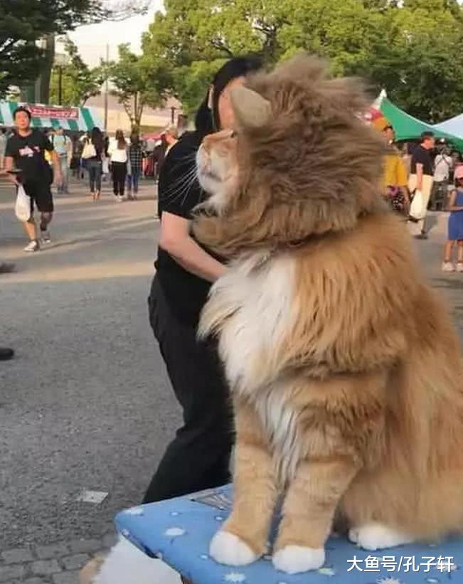 街面上惊现一头“狮子”众人却都不害怕，男子上前一看顿时就笑喷了！
