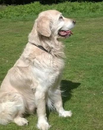 如果一条狗狗身患癌症，你还会养它吗？