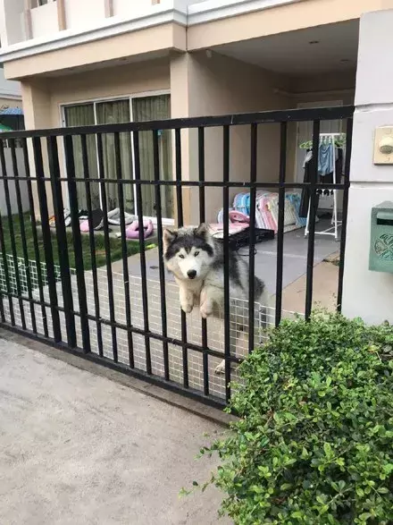 邻居家的阿拉斯加，看到自己总是很激动，但过后都要被解救一番...