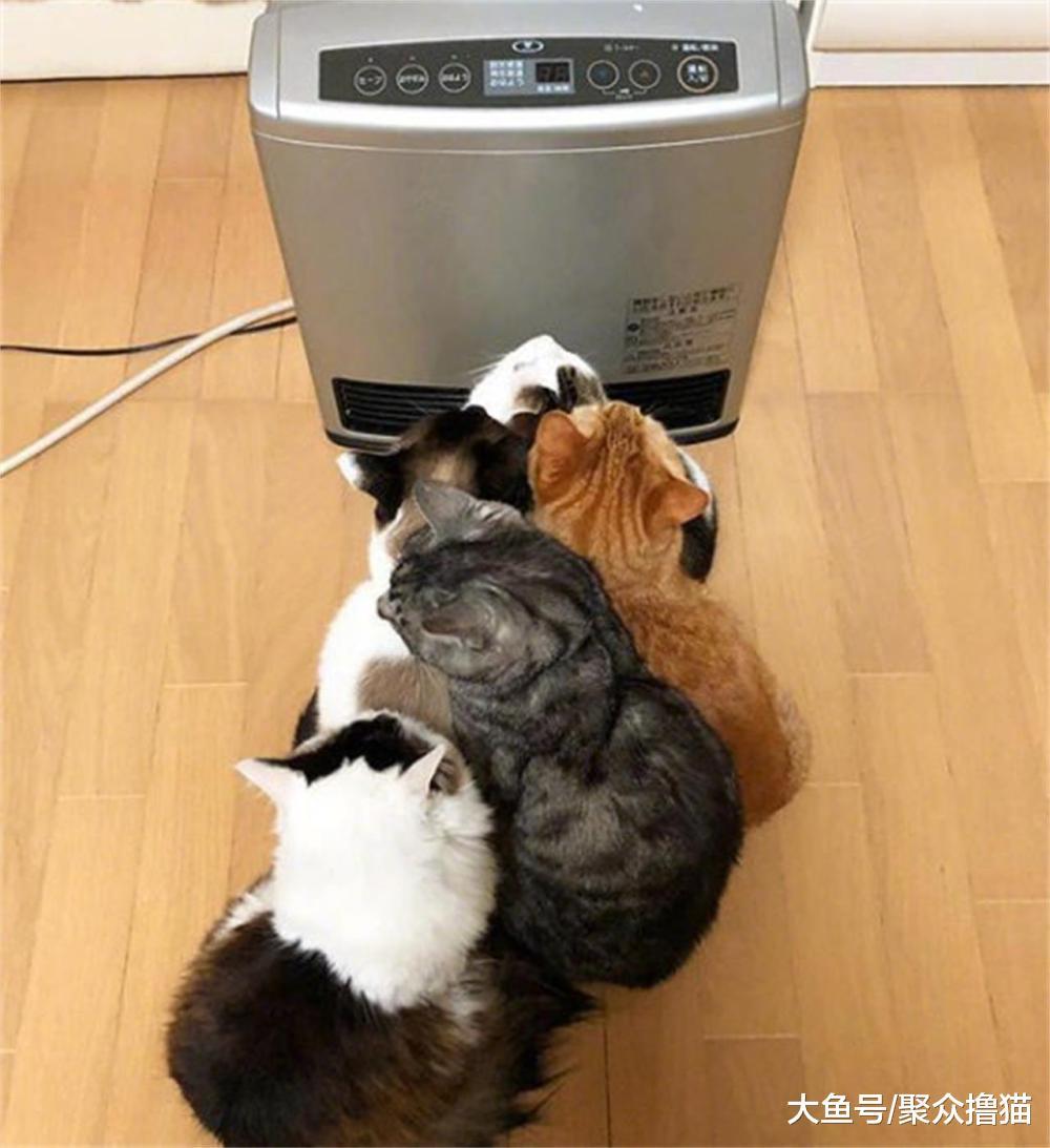 一群可爱猫咪挤在着取暖，它被排在外面，原来是被橘猫挤出来的