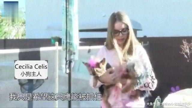 狗狗被老鹰抓走，狗太重没飞起来，漂亮女主人冲出来救下狗狗