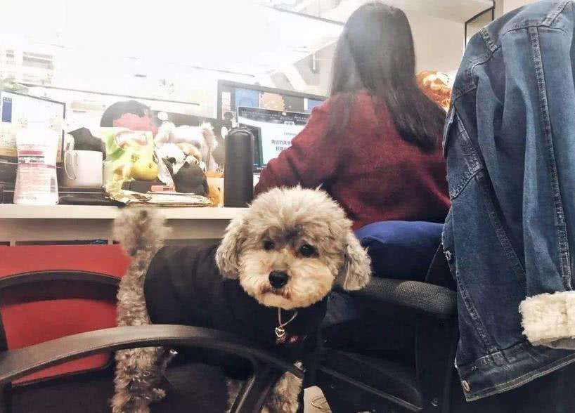 养宠对人有何好处? 养宠是另一种养生!
