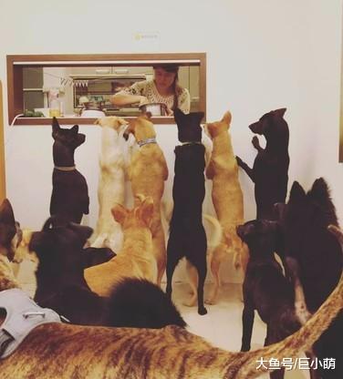 12只狗保镖围圈摆阵，看看有哪个坏人，可以突破它们伤害到主人