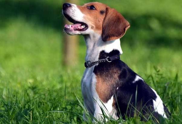 解读“猎兔犬”，正如其名的狗狗，它是专门用来捕捉兔子的猎犬